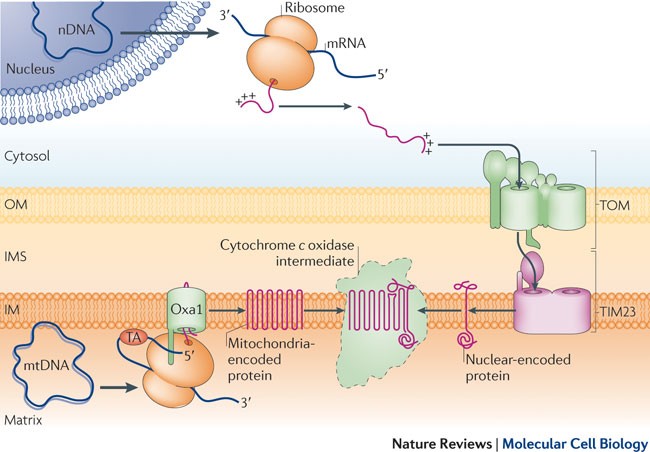 Inventory Control Cytochrome C Oxidase Assembly Regulates Mitochondrial Translation Nature Reviews Molecular Cell Biology