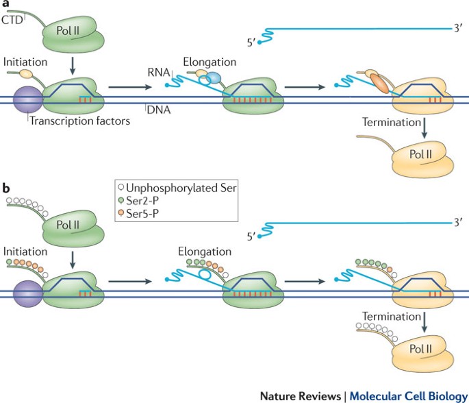 Unravelling the means to an end: RNA polymerase II transcription  termination | Nature Reviews Molecular Cell Biology