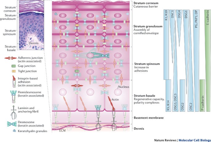 Deconstructing the skin: cytoarchitectural determinants of 