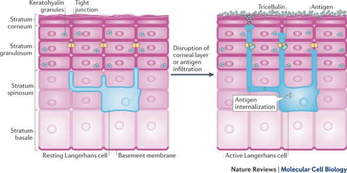 Human skin reconstitution in the cell-sorted skin equivalent (CeSSE)