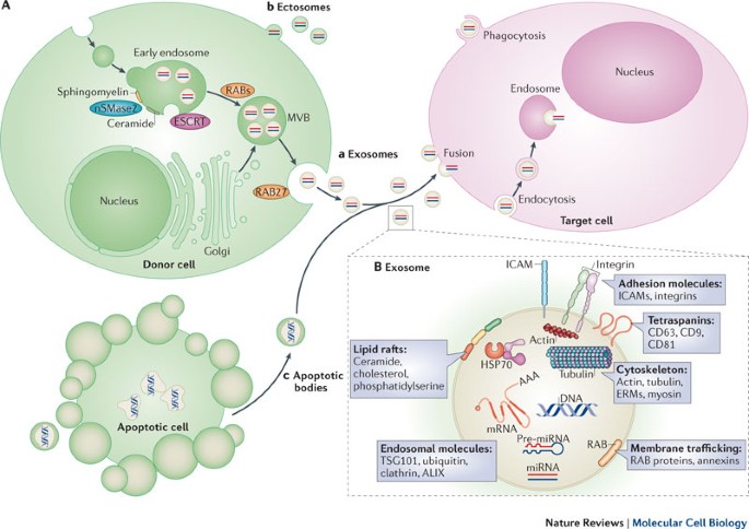 Intercellular communication: diverse structures for exchange of genetic  information | Nature Reviews Molecular Cell Biology
