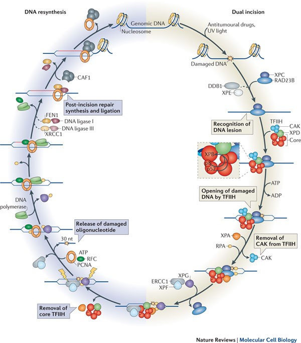 transcription met dna repair