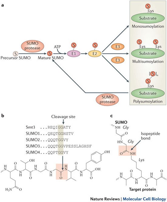 sumo proteases