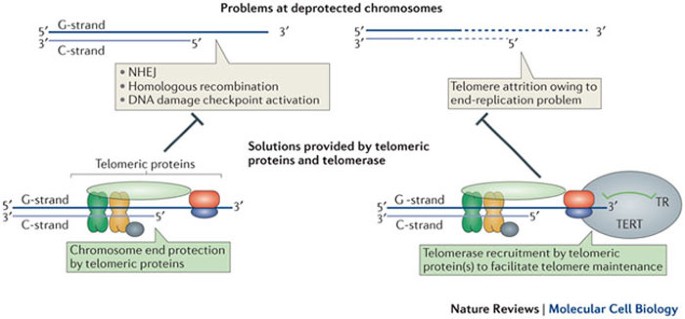 pics Chromosome Labeled Telomeres recruitment of telomerase to telomeres