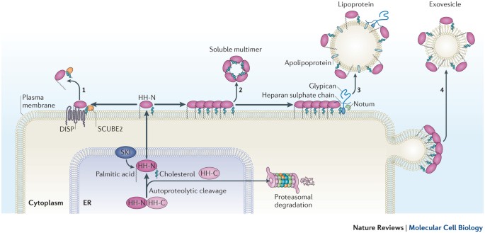 The Mechanisms Of Hedgehog Signalling And Its Roles In Development And Disease Nature Reviews Molecular Cell Biology