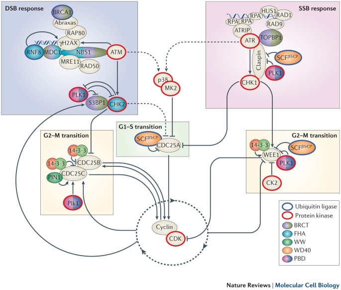 Phospho-Ser/Thr-binding domains: navigating the cell cycle and DNA damage  response | Nature Reviews Molecular Cell Biology