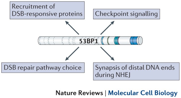 Double-strand break repair: 53BP1 comes into focus | Nature 