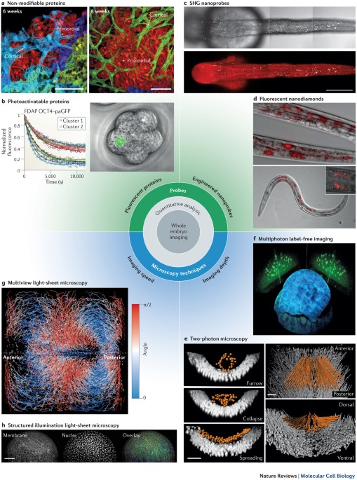 https://media.springernature.com/m685/springer-static/image/art%3A10.1038%2Fnrm3786/MediaObjects/41580_2014_Article_BFnrm3786_Fig1_HTML.jpg