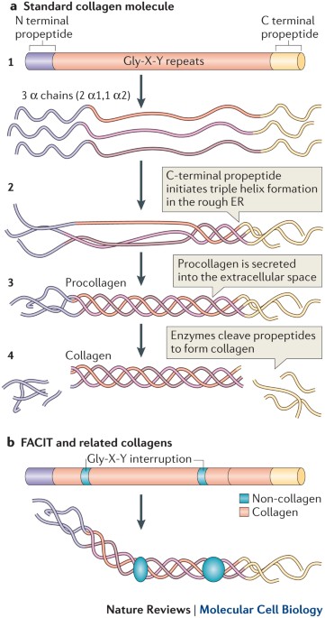 Extracellular matrix assembly: a multiscale deconstruction ...