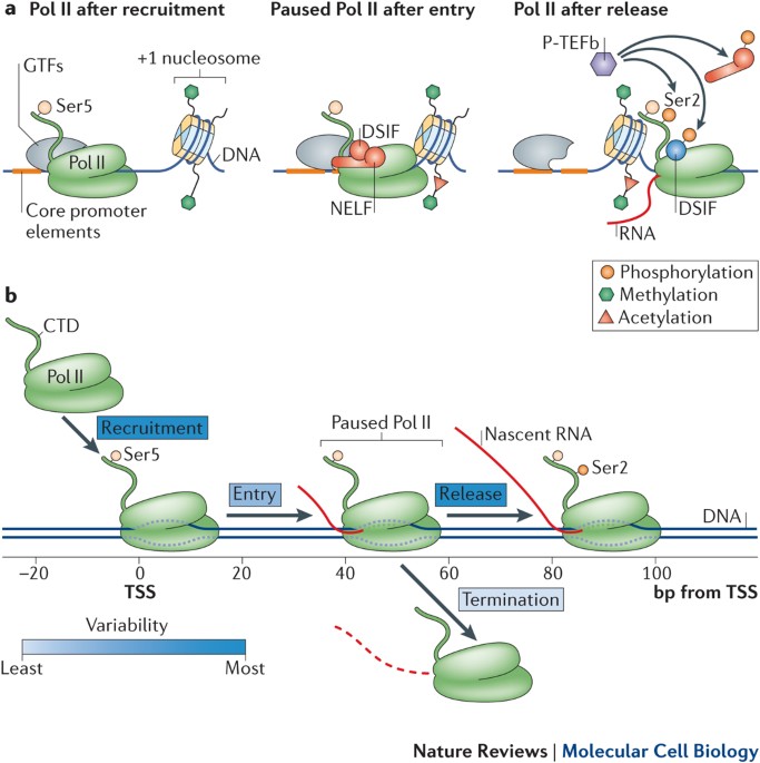 Getting up to speed with transcription elongation by RNA 