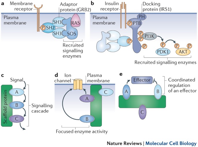 Signalling scaffolds and local organization of cellular behaviour | Nature  Reviews Molecular Cell Biology