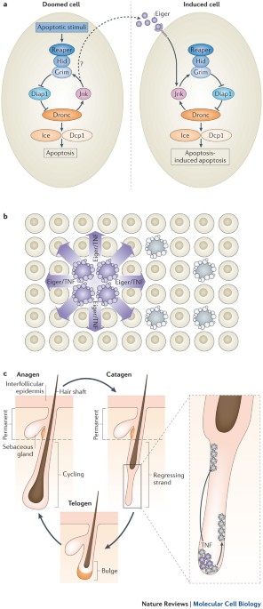 Programmed cell death 50 (and beyond)