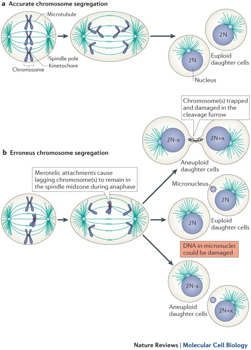 Short And Long Term Effects Of Chromosome Mis Segregation And Aneuploidy Nature Reviews Molecular Cell Biology