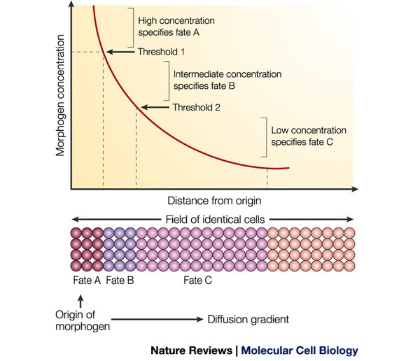Mapk Regulated Transcription A Continuously Variable Gene Switch Nature Reviews Molecular Cell Biology