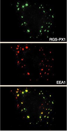 Closing the gap | Nature Reviews Molecular Cell Biology