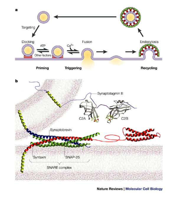 Synaptotagmin A Ca2 Sensor That Triggers Exocytosis Nature Reviews Molecular Cell Biology