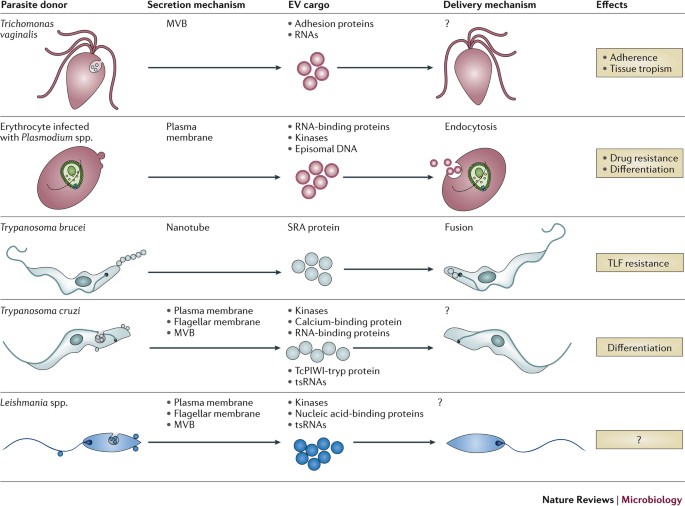 Sending a message: extracellular vesicles of pathogenic protozoan parasites  | Nature Reviews Microbiology