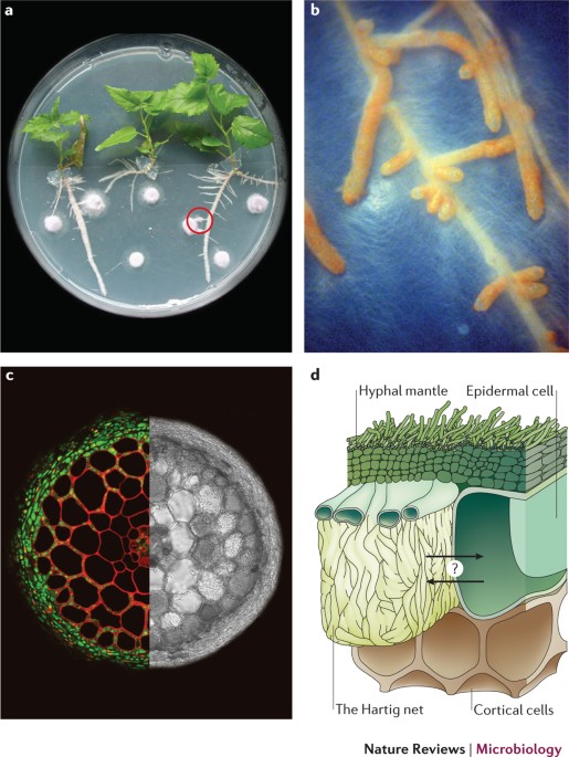 Unearthing the roots of ectomycorrhizal symbioses | Nature Reviews  Microbiology