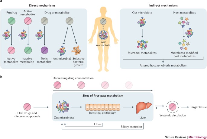 glutathione xenobiotic metabolism The microbial pharmacists within us: a metagenomic view of xenobiotic  metabolism