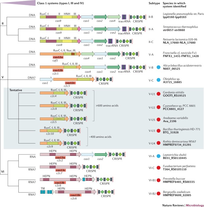Diversity and evolution of class 2 CRISPR–Cas systems | Nature Reviews  Microbiology