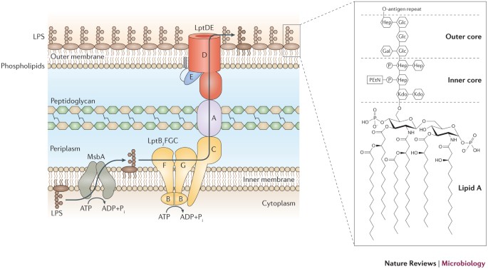 Lipopolysaccharide transport and assembly at the outer membrane: the PEZ  model | Nature Reviews Microbiology