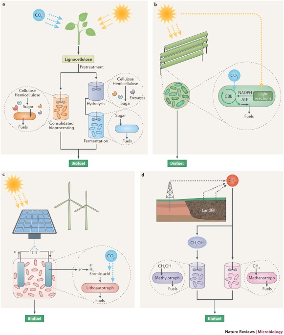 Fuelling the future: microbial engineering for the production of  sustainable biofuels | Nature Reviews Microbiology