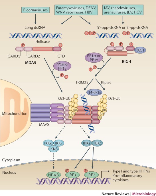 Viral Evasion Of Intracellular Dna And Rna Sensing Nature Reviews Microbiology