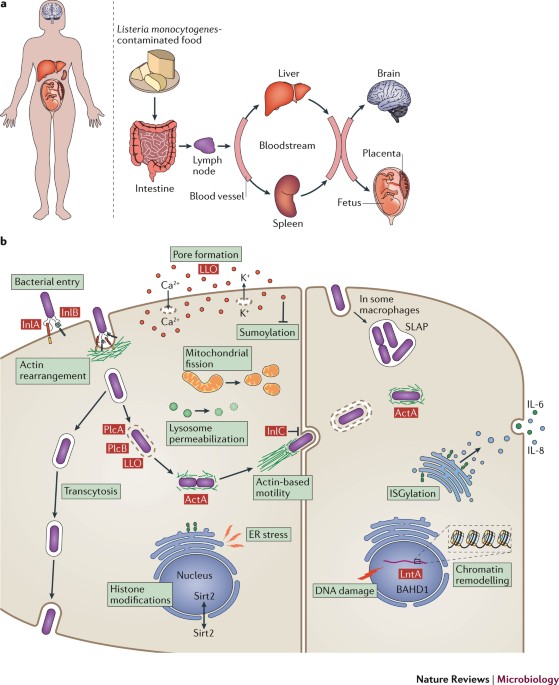 Listeria Monocytogenes Towards A Complete Picture Of Its Physiology And Pathogenesis Nature Reviews Microbiology