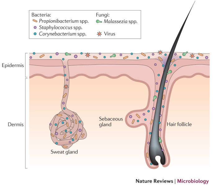 Researchers use skin-colonizing bacteria to create a topical cancer therapy  in mice, News Center