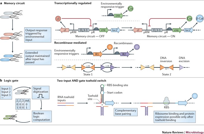 Laboratory maintenance of the bacterial endosymbiont, Neorickettsia sp.,  through the life cycle of a digenean, Plagiorchis elegans - ScienceDirect