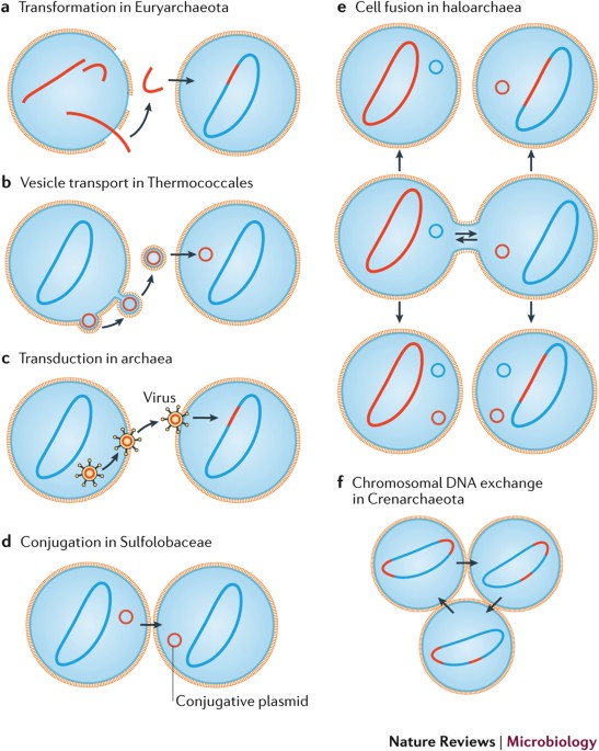 Archaeal DNA transfer as a Methods of detection of Horizontal gene transfer