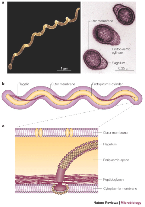 The Burgeoning Molecular Genetics Of The Lyme Disease Spirochaete | Nature  Reviews Microbiology The Burgeoning Molecular Genetics Of The Lyme Disease Spirochaete | Nature  Reviews Microbiology