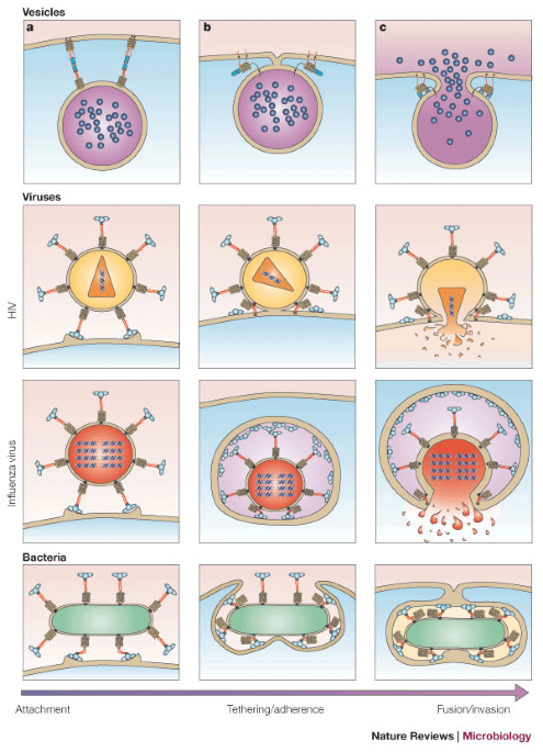 Cell Entry Machines A Common Theme In Nature Nature Reviews Microbiology Cell Entry Machines A Common Theme In Nature Nature Reviews Microbiology