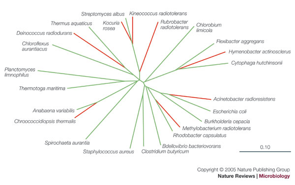 The radioresistant and survival mechanisms of Deinococcus