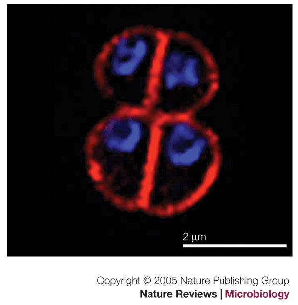 Deinococcus radiodurans — the consummate survivor