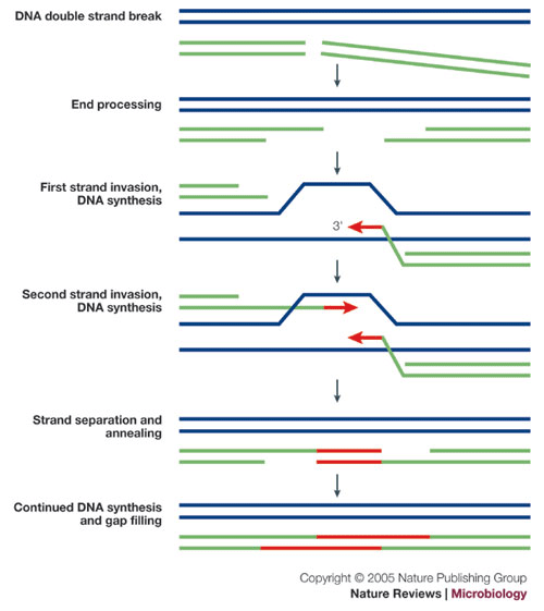 Deinococcus radiodurans — the consummate survivor