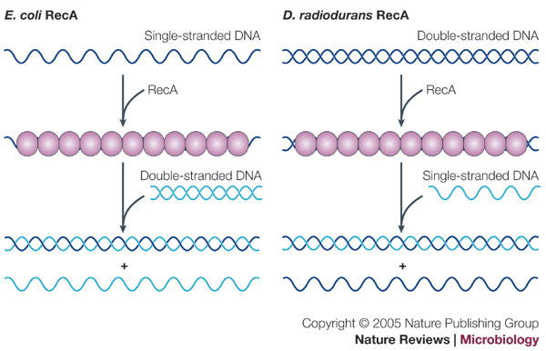 Deinococcus radiodurans ( daviddarling.info