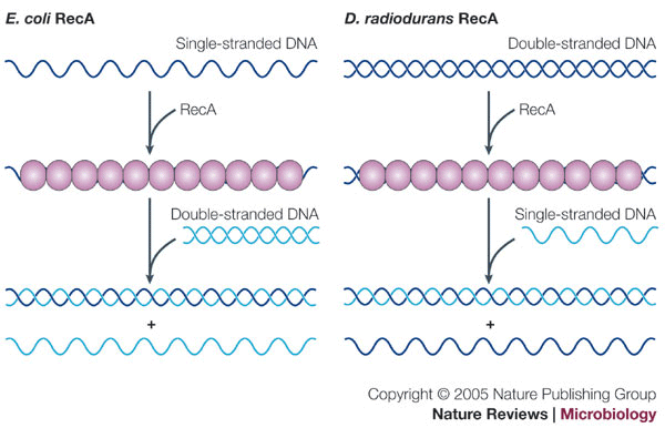 The reduction effect and mechanism of Deinococcus radiodurans