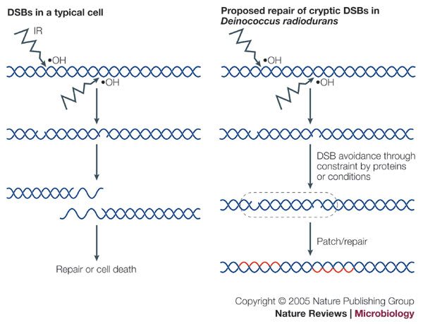 Deinococcus radiodurans ( daviddarling.info