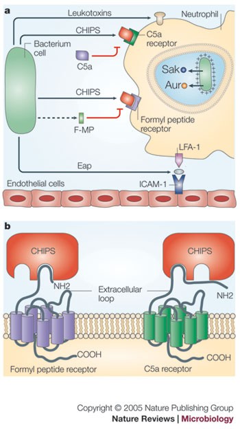 Staphylococcus aureus: Evasion of neutrophils - microbewiki