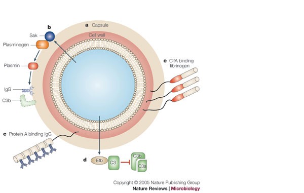 Staphylococcus aureus: Evasion of neutrophils - microbewiki