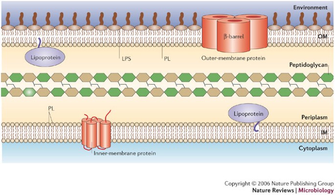 Advances In Understanding Bacterial Outer Membrane Biogenesis Nature Reviews Microbiology