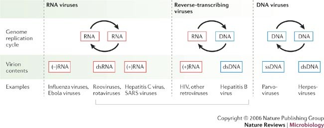 Parallels Among Positive Strand Rna Viruses Reverse Transcribing Viruses And Double Stranded Rna Viruses