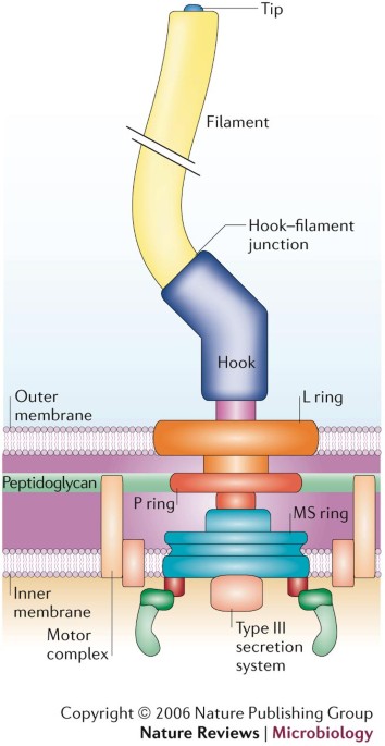 From The Origin Of Species To The Origin Of Bacterial Flagella Nature Reviews Microbiology