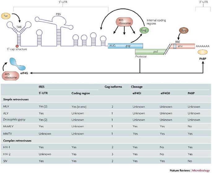 Schematic diagram (not to scale) of the SIV genomic RNA. The leader of