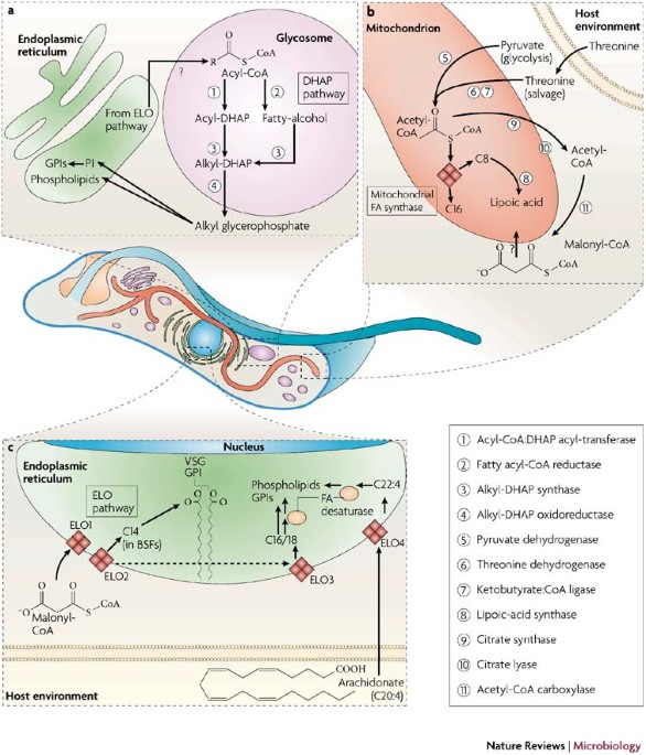 Frontiers  Fatty acid uptake in Trypanosoma brucei: Host resources and  possible mechanisms