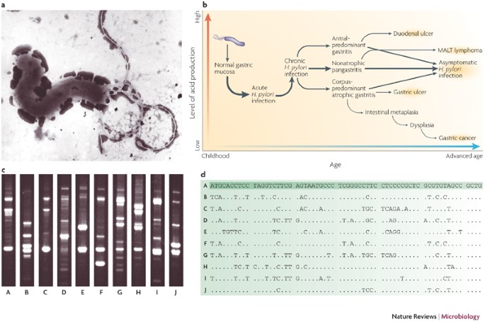 Helicobacter Pylori Evolution And Phenotypic Diversification In A Changing Host Nature Reviews Microbiology