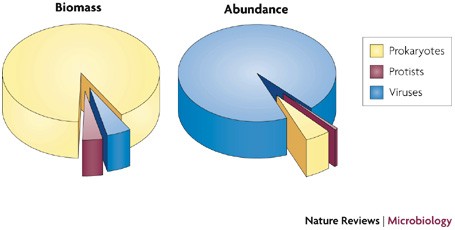 Why are viruses important to the environment