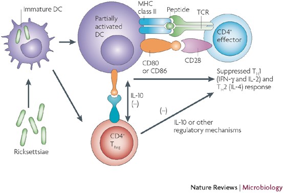 Specific rickettsial serology