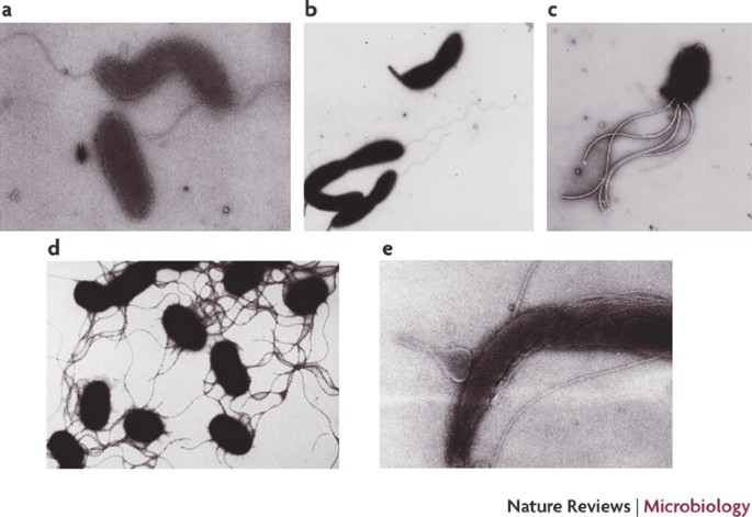 Coordinating Assembly Of A Bacterial Macromolecular Machine Nature Reviews Microbiology